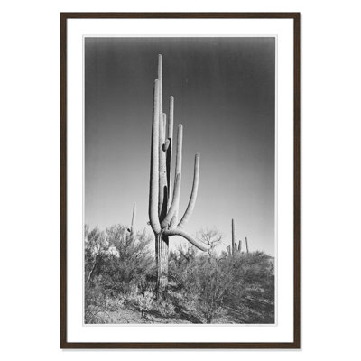 Saguaro National Monument Print by Ansel Adams
