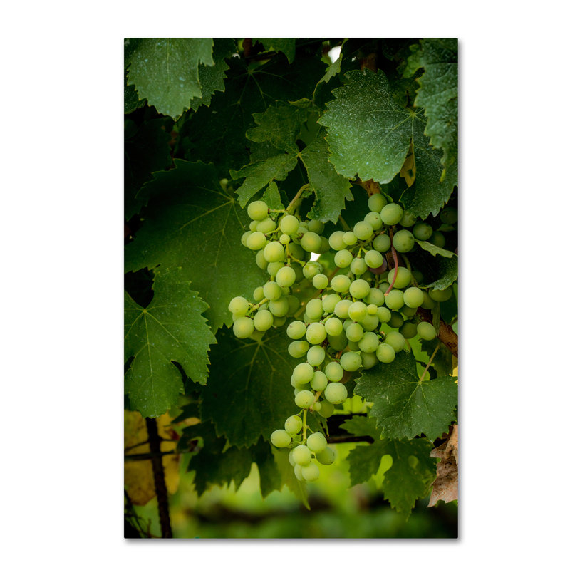 Leeth «Grapes», reproduction de photo sur toile tendue, H 47 po x l 30 po x P 2 po