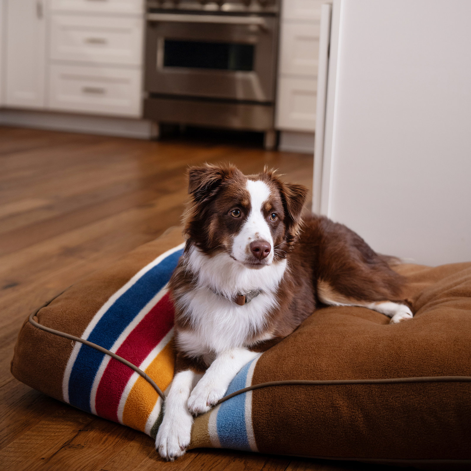 Pendleton National Park Pet Napper, Large (40" W x 32" D x 4" H), Joshua Tree