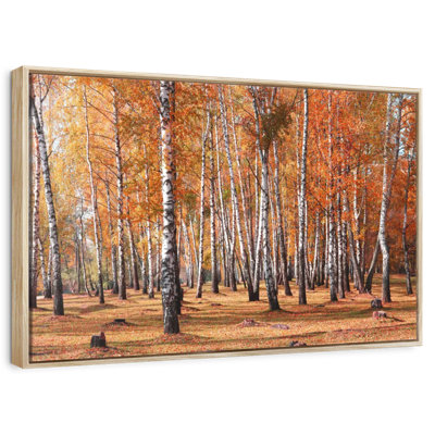 Forêt de bouleaux en automne