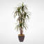 Faux Yucca Tree in Metal Planter
