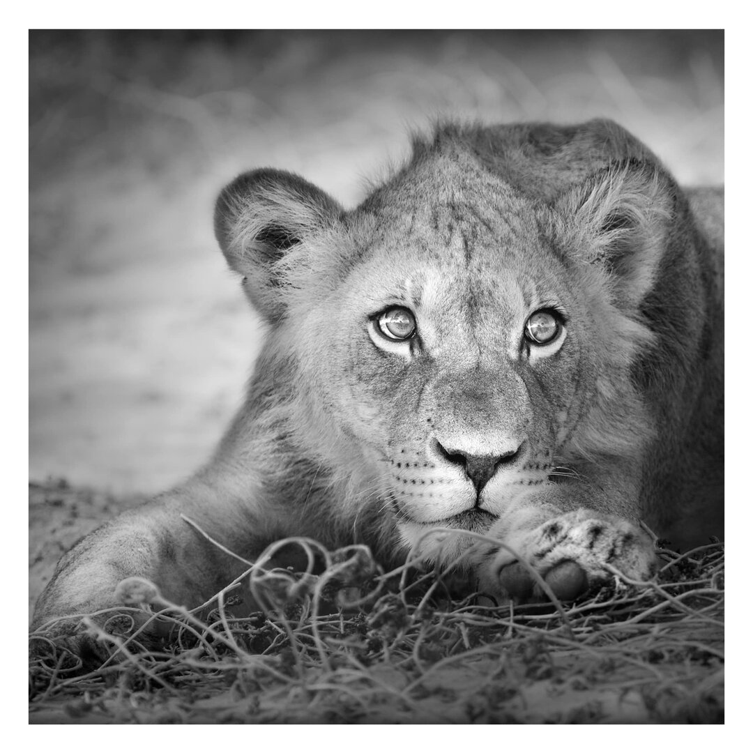 Strukturierte Fototapete Lurking Lion Cub 1,92 m x 192 cm