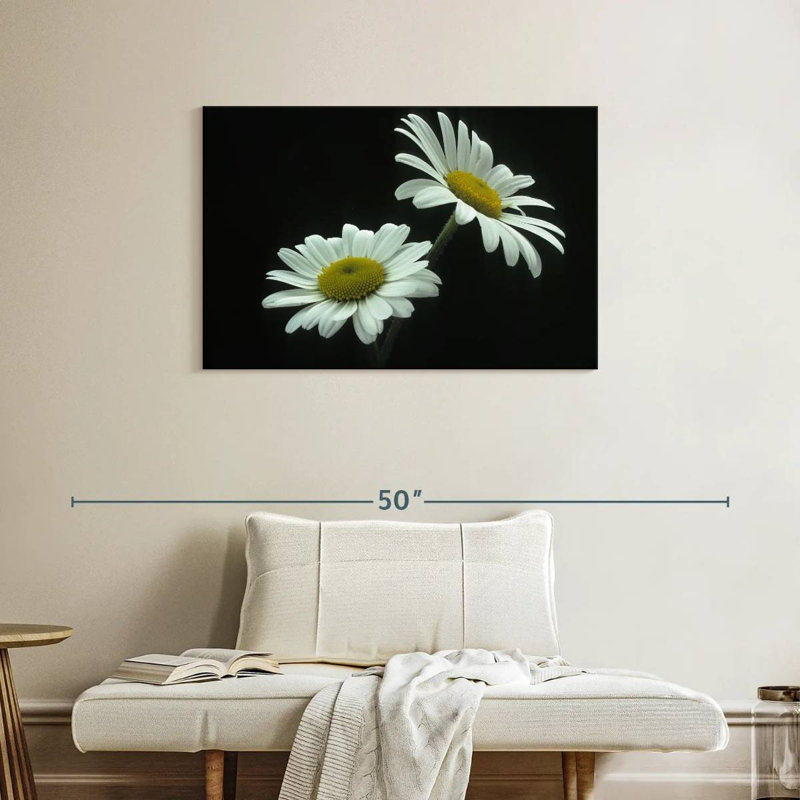 Grande marguerite Harnek Leucanthemum Vulgare, H 24 po x l 36 po