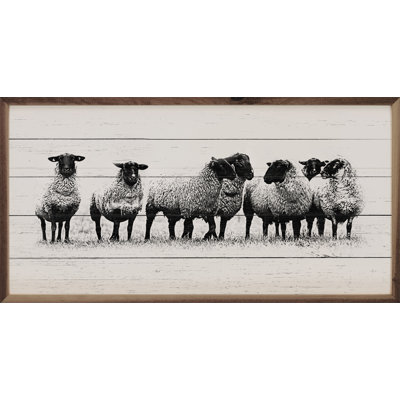 Flock Of Sheep Whitewash