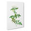Jasmine Flowers by Pierre-Joseph Redoute - Wrapped Canvas Painting-55362420
