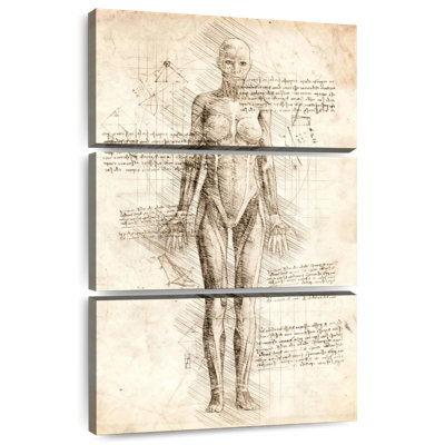 Keiri Human Muscles Female Anatomy