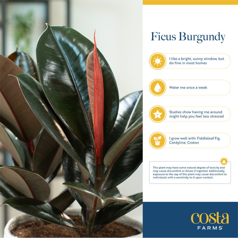 Burgundy Rubber Plant in Basket