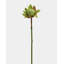 Faux 16,5 po Waratah Protea-2115729976-2115729983