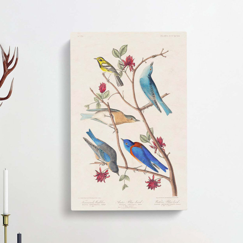 Warbler Bird & Blue-Birds by John Audubon - Wrapped Canvas Painting, 76cm H x 50cm W x 3cm D