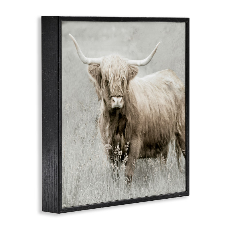 Subtil longhorn bovins, estampe numérique par Danita Delimont, Giclée encadrée noir minuit, H 12 po x l 12 po