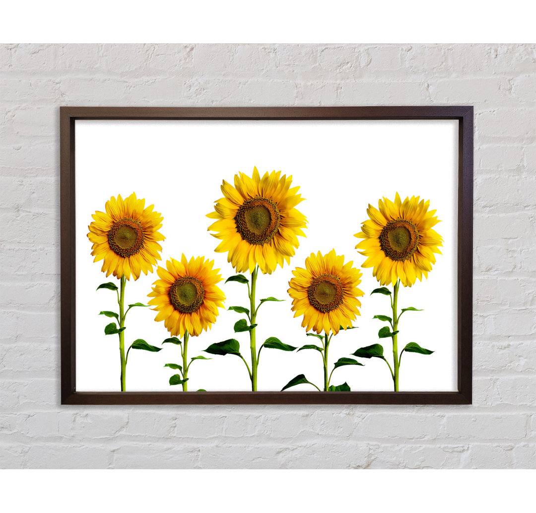 Sunflower Mayhem - Drucken