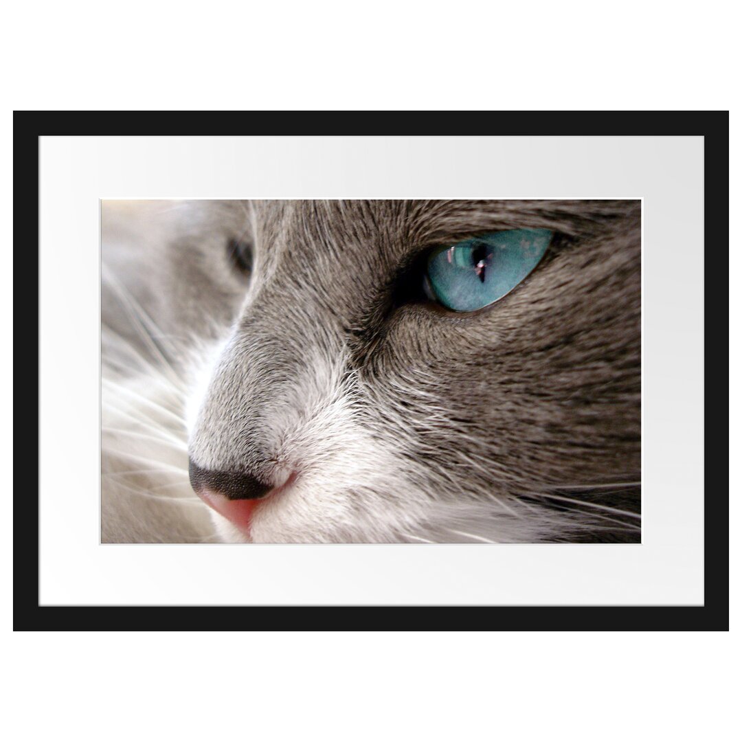 Gerahmtes Poster Katze mit blauen Augen