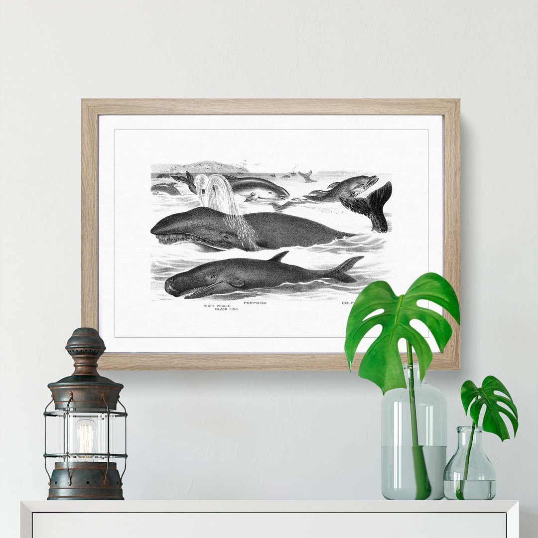 Whales & Dolphins by John Karst - Framed Print