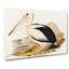 Australian Pelican by Elizabeth Gould - Wrapped Canvas Painting Pint - Wrapped Canvas-55367410