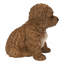 Bébé Cavapoo-67579694