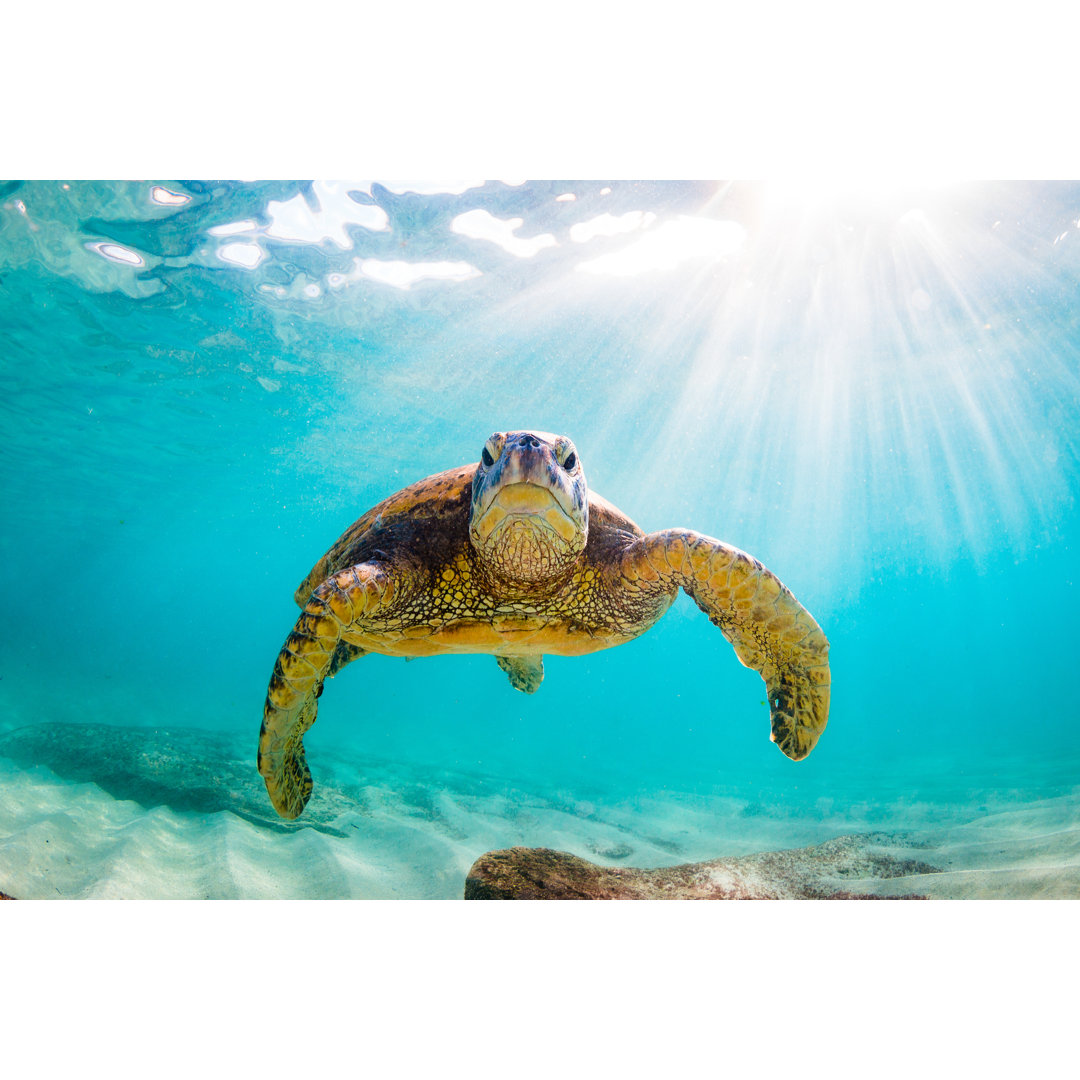 Beautiful Hawaiian Green Sea Turtle by ShaneMyersPhoto - Wrapped Canvas Print