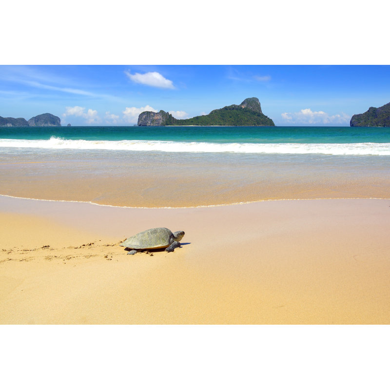 Sea Turtle On A Beach by Vidalidali - Wrapped Canvas Print, 30cm H x 46cm W