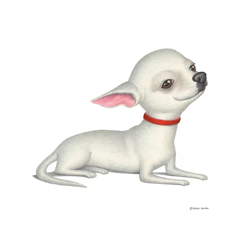 Chihuahua White by Danny Gordon - Wrapped Canvas Painting