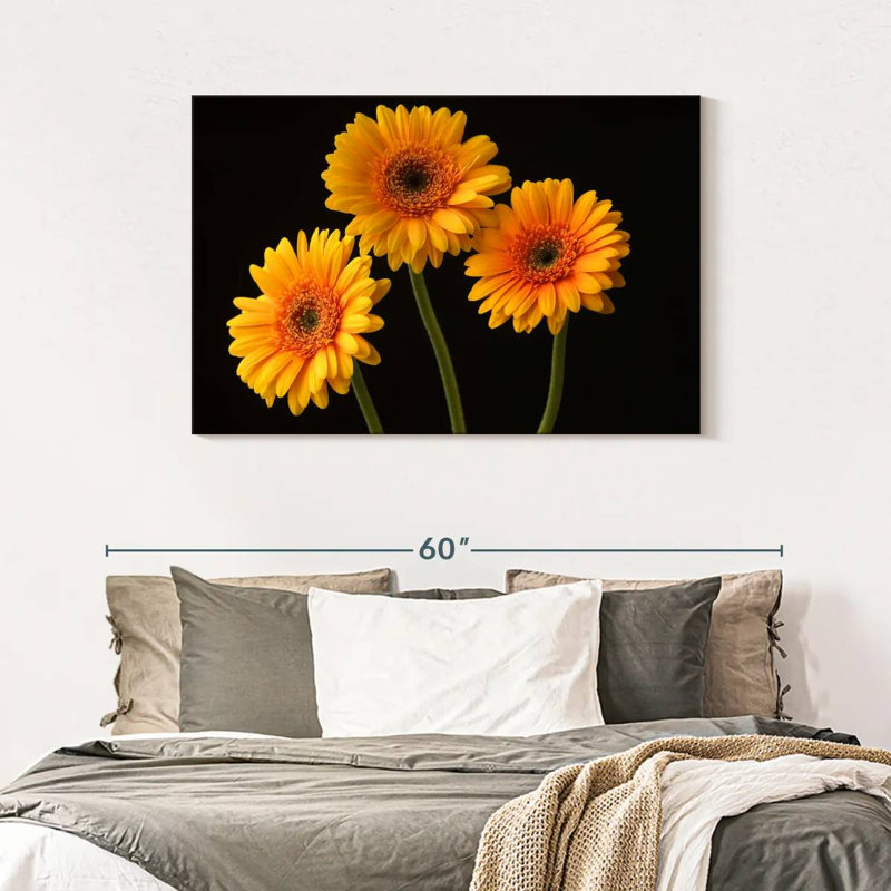 Trois marguerites Harnek sur fond sombre, H 30 po x l 45 po