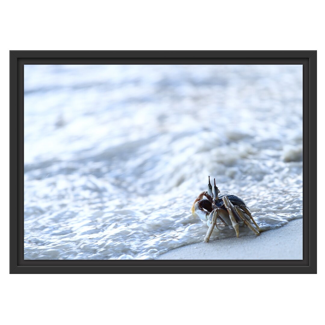 Gerahmtes Wandbild kleine Krabbe am Strand