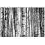 Birch Forest Photography by Lillian August