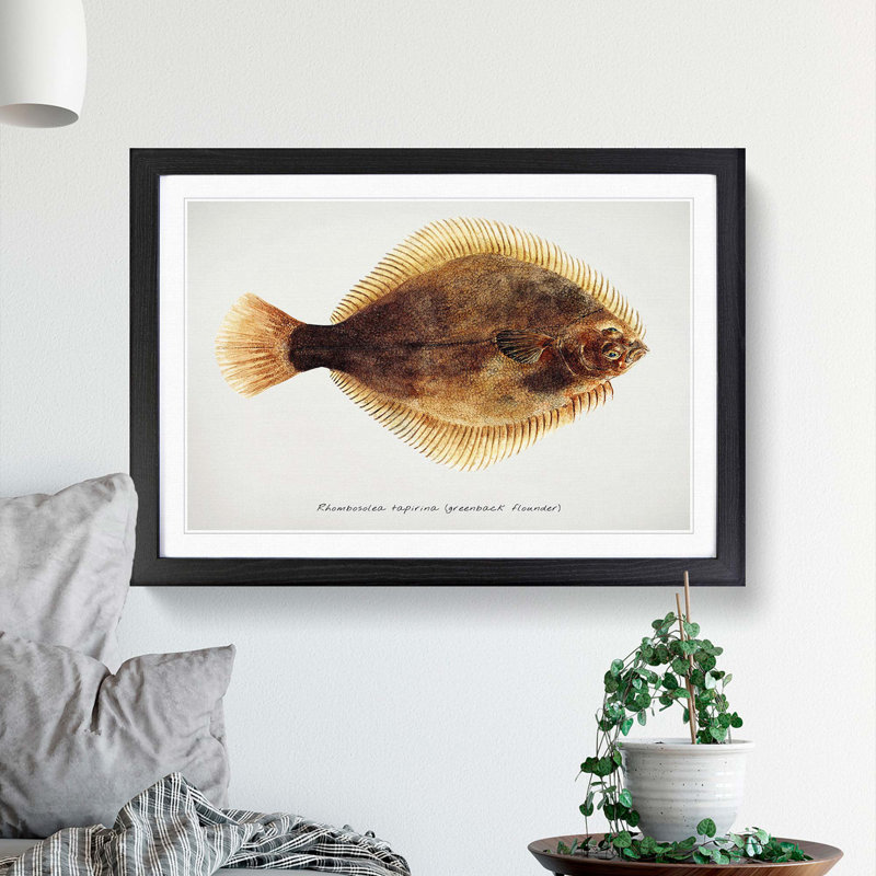 Illustration of a Greenback Flounder Fish by F.E. Clarke - Picture Frame Painting Print, 27cm H x 36cm W x 2cm D