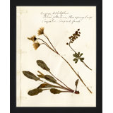 Pressed Botanical 22 Painting
