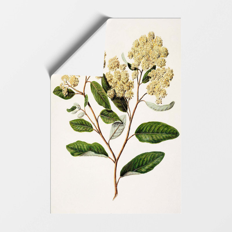 Kumarahou Flowers by Sarah Featon - No Frame Painting, 29.7cm H x 21cm W
