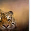 « the tiger réveils », reproduction d’impression sur toile tendue-31383780