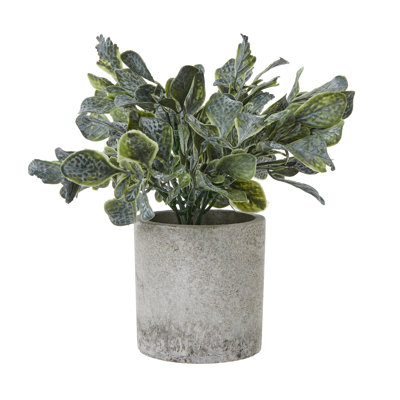 Andaiye 20cm Plant in Pot