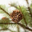 Stacy Faux Pine Tree in Wicker/Rattan Pot-1065633934