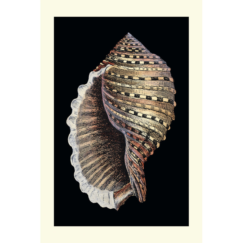 Treasures Of The Sea IV by Pierre Redoute - Wrapped Canvas Print, 46cm H x 30cm W x 3.8cm D