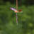 Assorted Three Tone Hanging Acrylic 3-Piece Dragonfly Chain Ornaments (Set of 6)