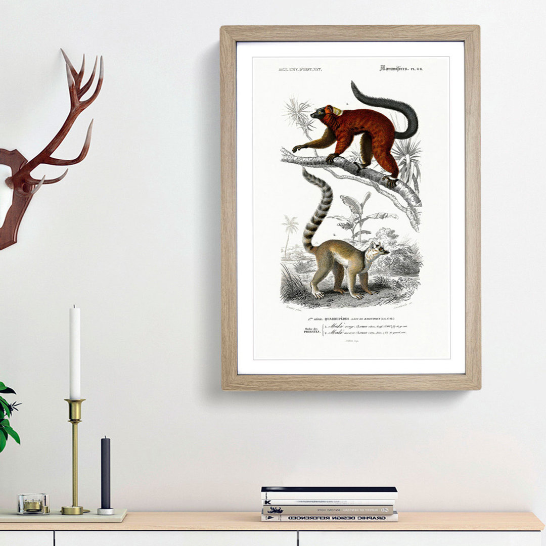 Lemur Illustrations by Charles D' Orbigny - Picture Frame Painting Print