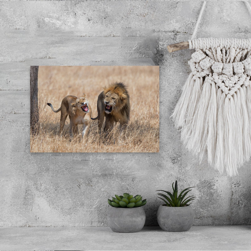Roaring African Lions Contemporary Cat Lion Nature Wildlife Wall Art Print, 30.48cm H x 45.72cm W