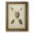 " Bookplate Shells II "-1357332385