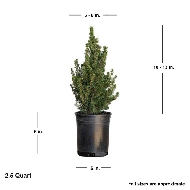 2.5 Quart Dwarf Alberta Spruce Tree