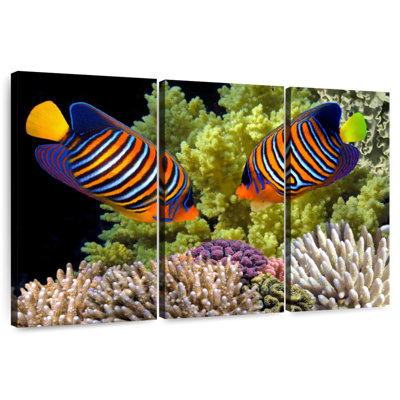 Brampt Red Sea Regal Angelfish