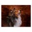«Shetland Sheepdog» de Vidur, impression sur toile tendue-22075492