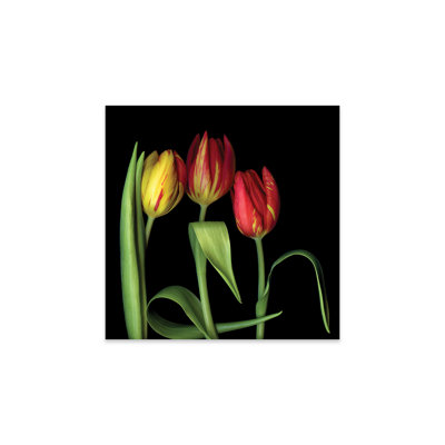Tulipe X, impression sur verre acrylique