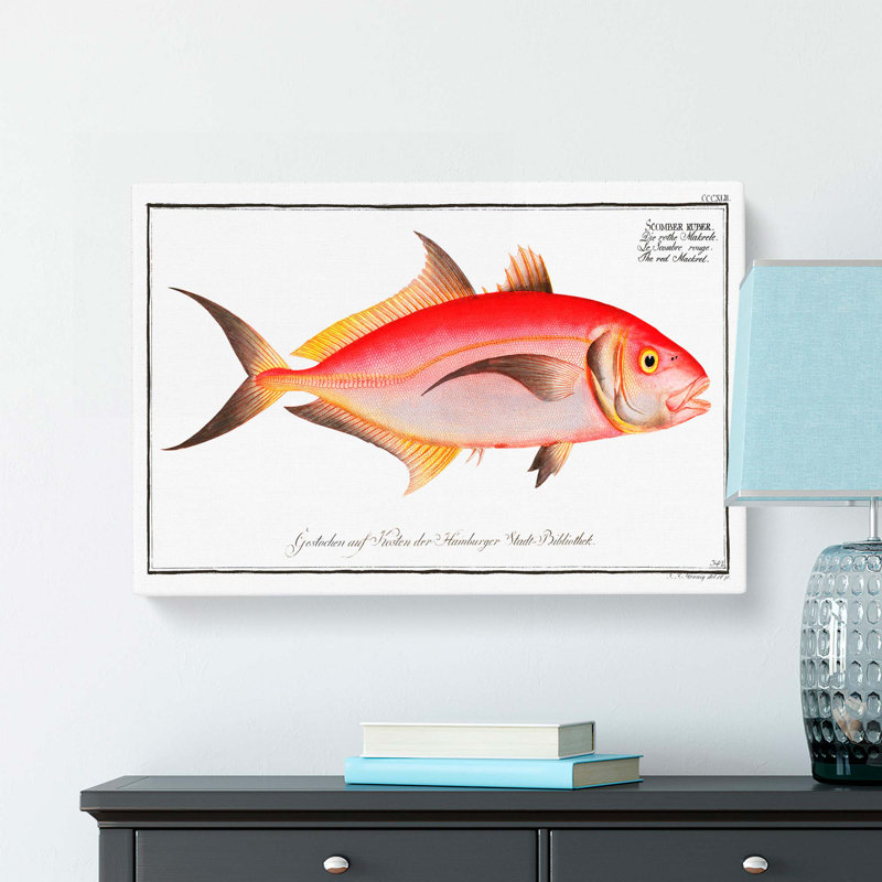 Mackerel Fish by M.E. Bloch - Wrapped Canvas, 35cm H x 50cm W x 3cm D
