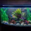 Caillou noir 9 lb