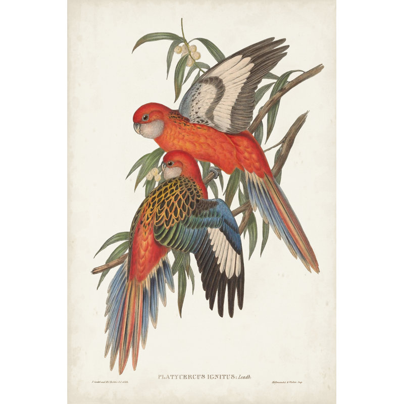 Tropical Parrots I by John Gould - Wrapped Canvas Painting, Wrapped Canvas, 76 cm H x 51 cm W