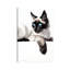 Cat Gaze by Soo Beng Lim - Wrapped Canvas Gallery-Wrapped Canvas Giclée-771938322