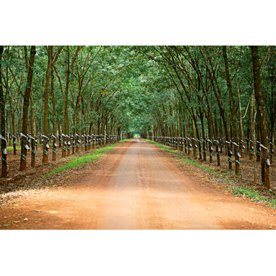 " Rubber Trees " by Ska_Zka