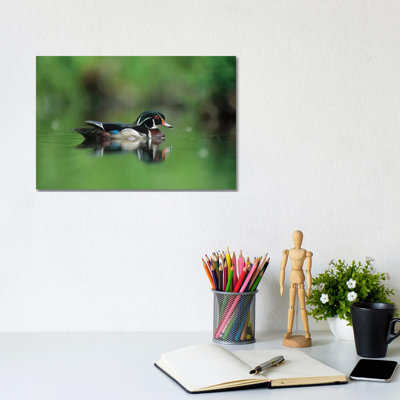 Wood Duck Male Portrait, British Columbia, Canada by Tim Fitzharris - Gallery-Wrapped Canvas Giclée on Canvas