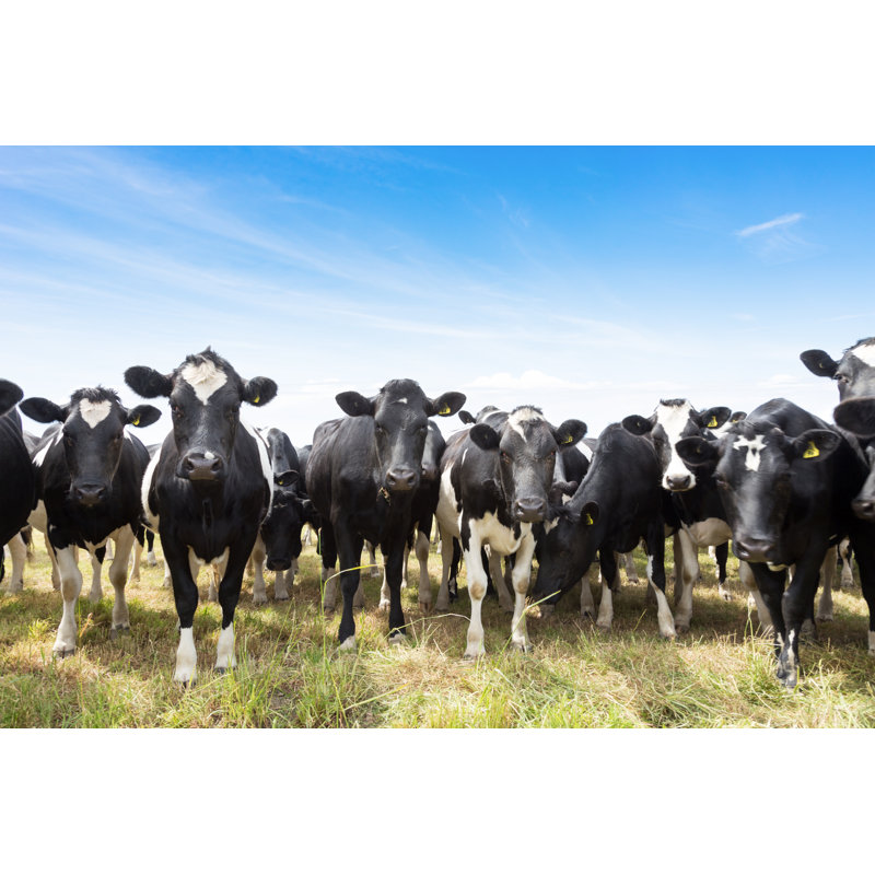 Cow in Pasture - Photographie sur toile tendue, H 8 po x l 12 po