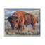 Bison qui broute dans la prairie par © David Graham-93846489-93849335