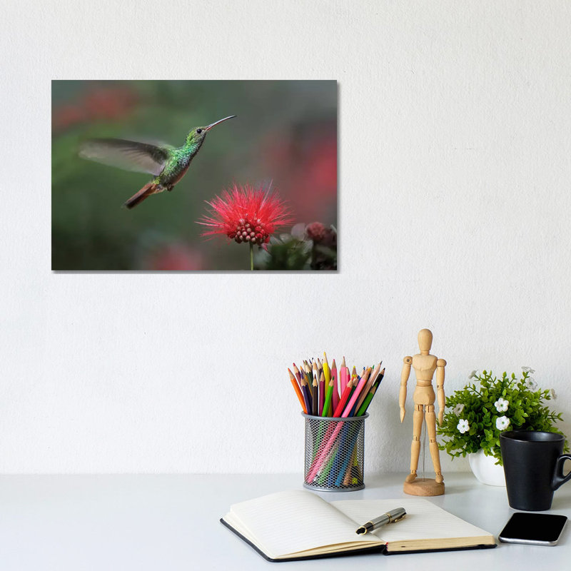 Rufous-Tailed Hummingbird At Fairy Duster Flower, Costa Rica by Tim Fitzharris - Wrapped Canvas Print