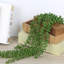 Faux plantes artificielles suspendues-68247054